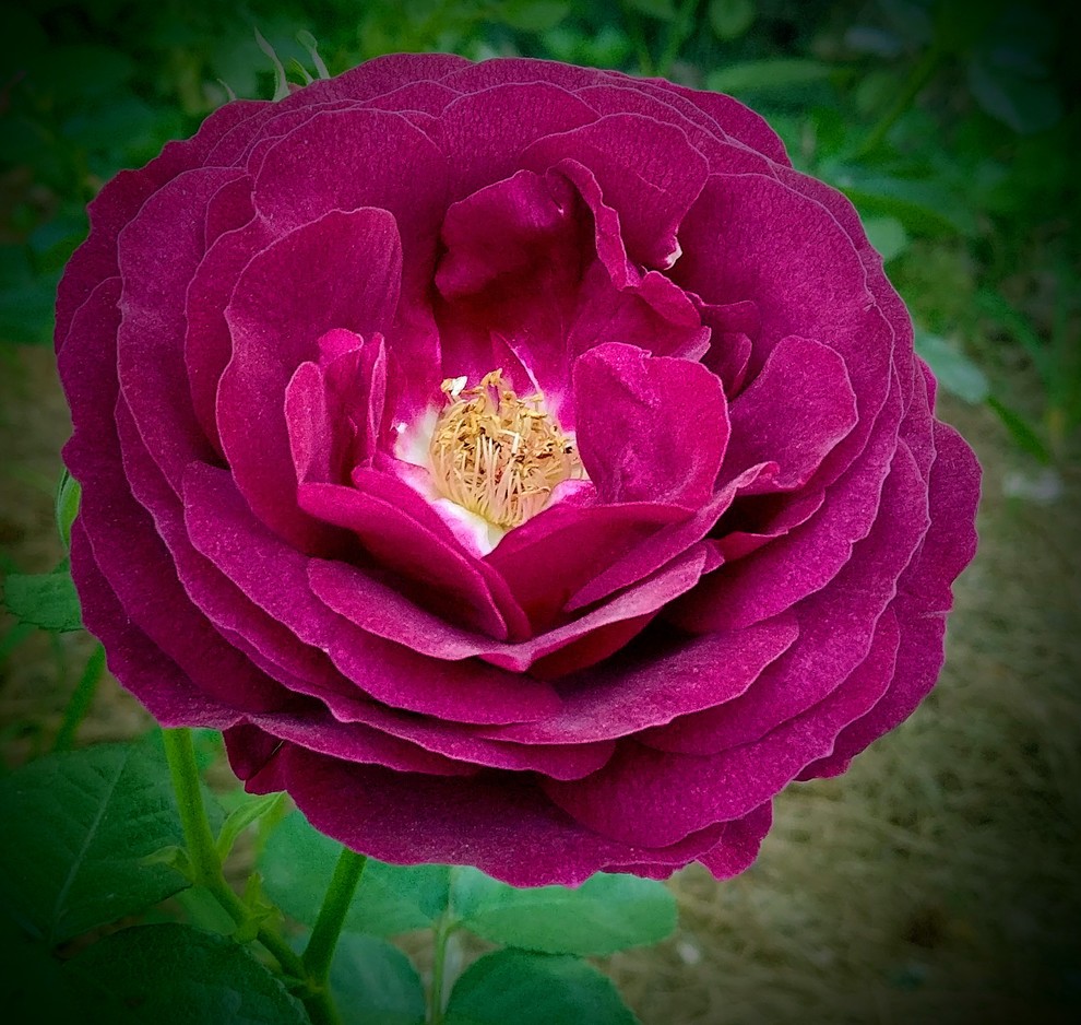 Twilight Zone--always one of my first roses to bloom.