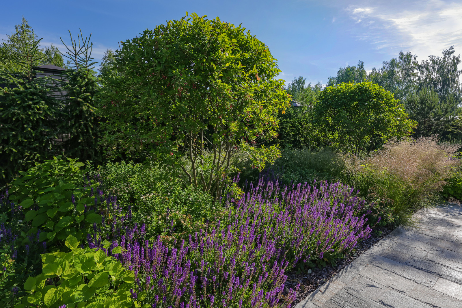 Злаковый сад