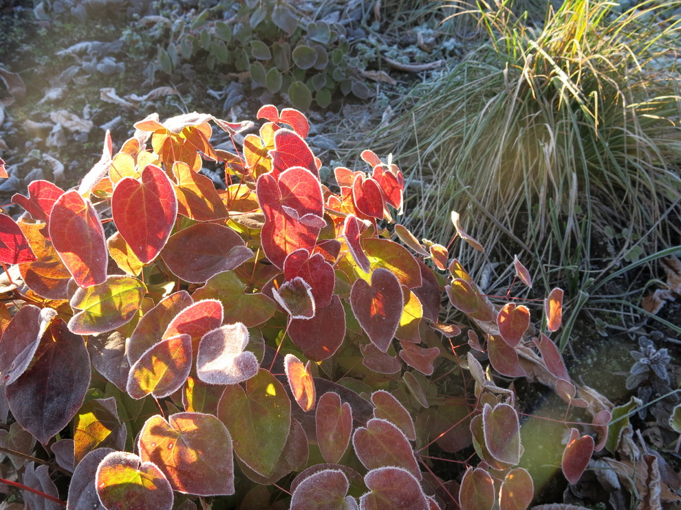 ЯГОДНОЕ ЛУКОШКО. СЕЗОН 2016. ПРЕДЗИМЬЕ. ПЕРВЫЕ ЗАМОРОЗКИ.