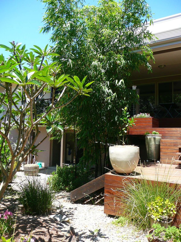 This is an example of a tropical garden in Sydney.