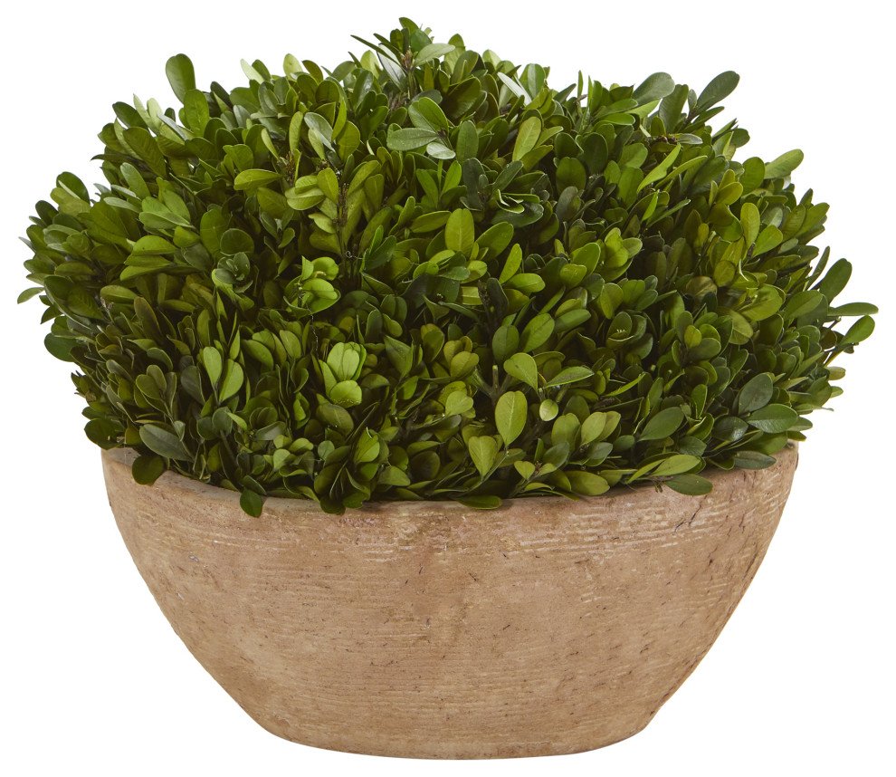 12" Boxwood Preserved Plant, Oval Planter