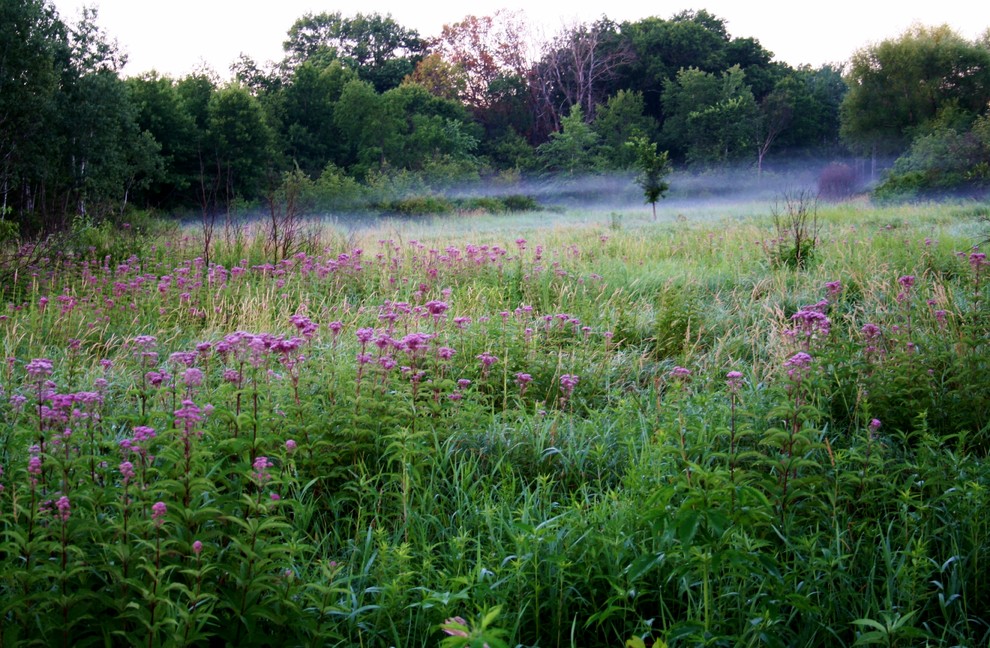 How to Take Atmospheric Garden Photos in Mist and Fog