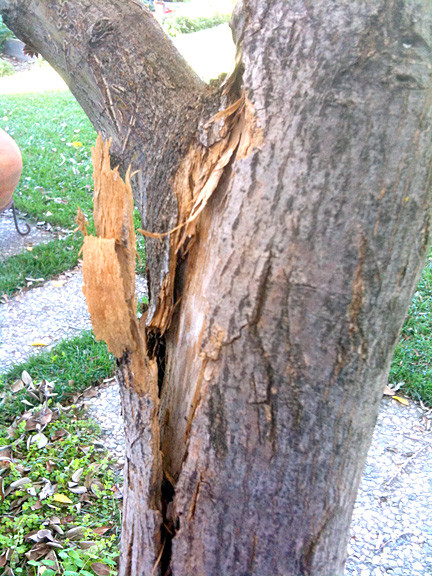 japanese-maple-bark-issue