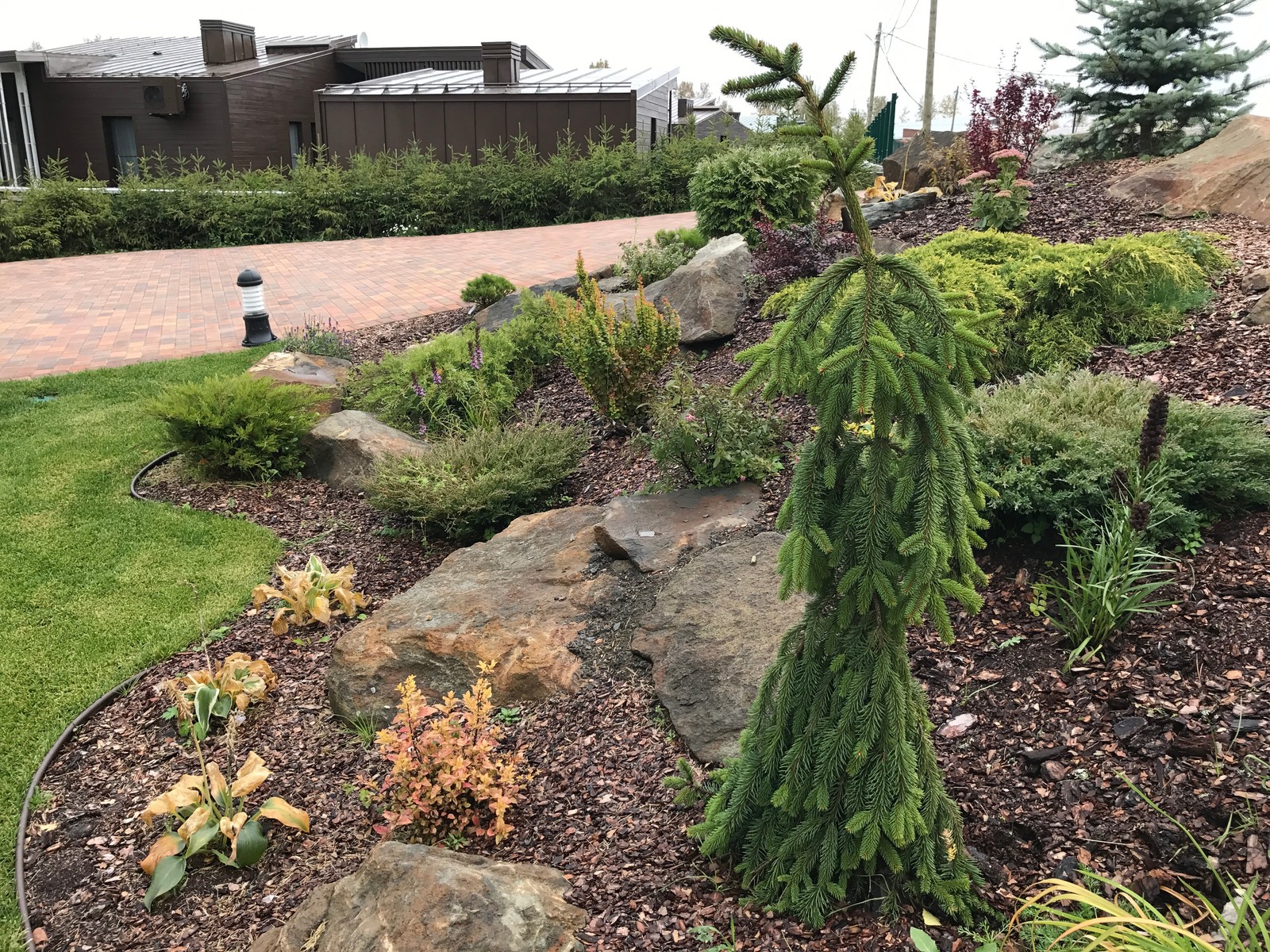 Ель инверса в рокарии