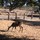 Last commented by keep_on_gardening