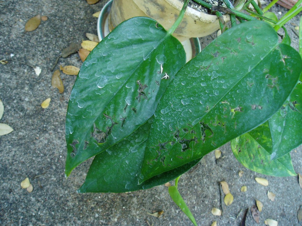 philodendron disease? | Houzz Forum
