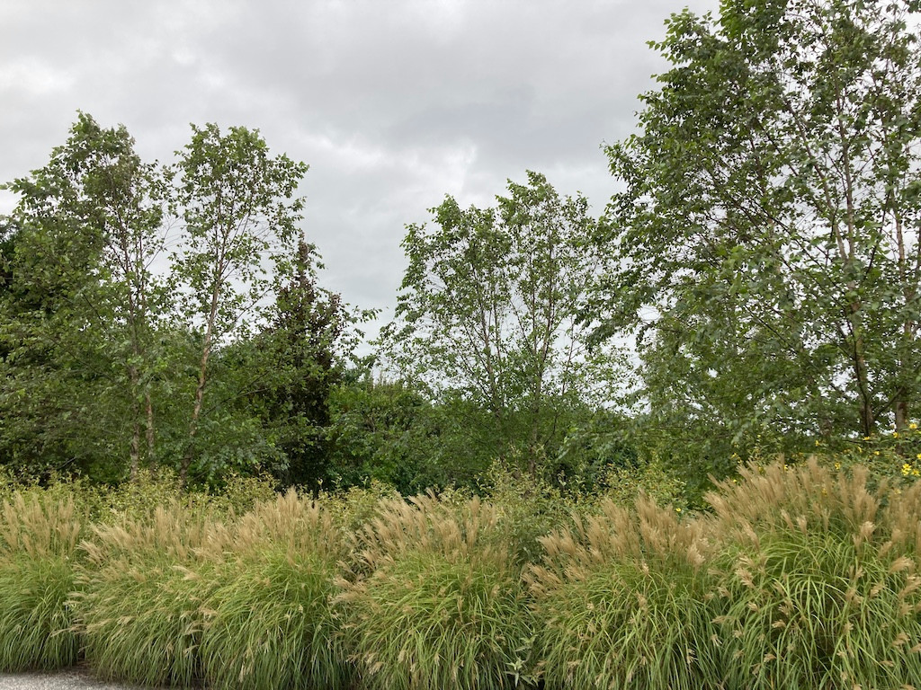 Watermill, NY Informal Landscape