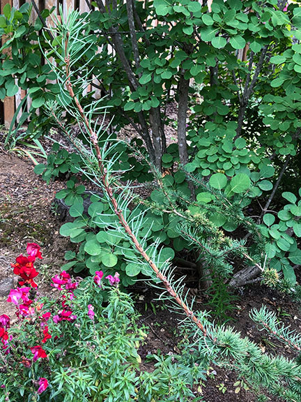 Larix decidua 'Krejci' new growth