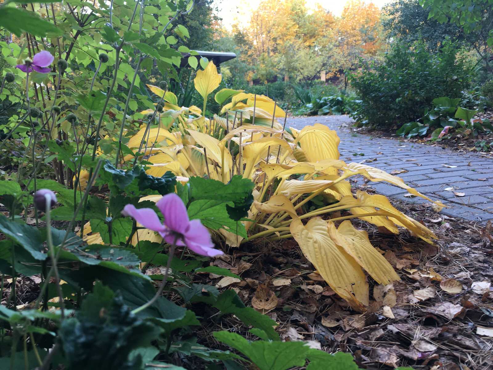 Белкин сад. Осень 2019