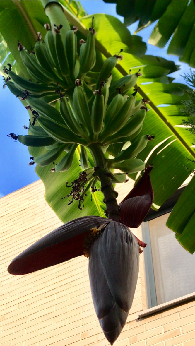 Diseño y Ejecución de jardín íntero