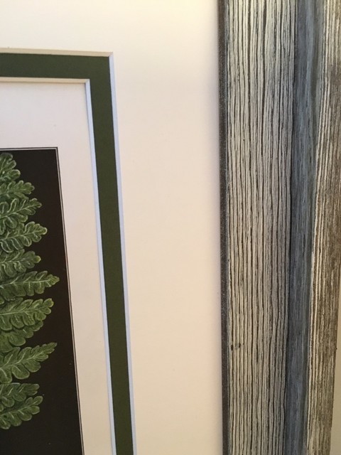 Original Vintage 1925 Botanical Fern Framed Prints, Set of 2 - Tropical ...