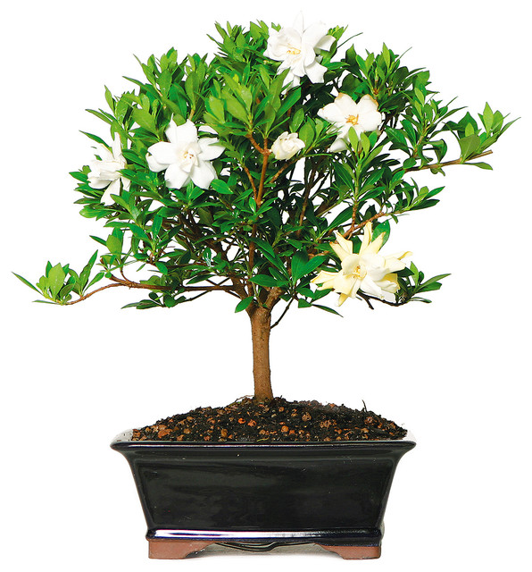 Gardenia Bonsai Tree, Medium