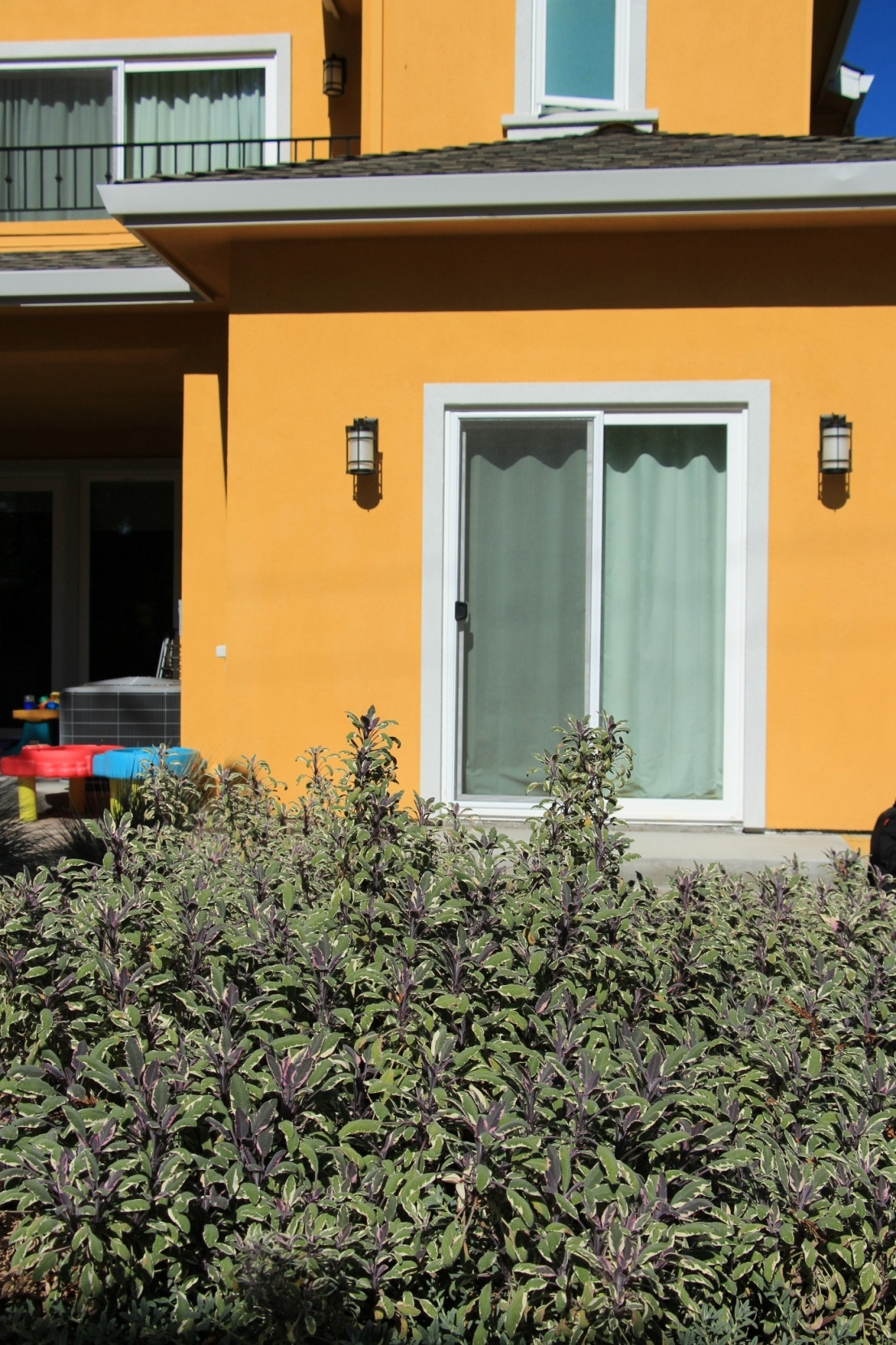 Vivide colors garden