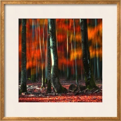 "Fall Vision" Framed Photographic Print by Philippe Sainte-Laudy