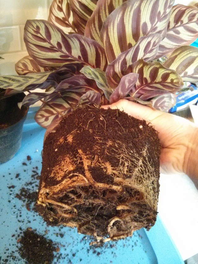 winter watering reduction when under lights and on a heating mat | Houzz  Forum