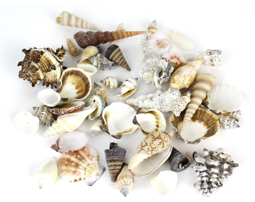 Assorted Natural Beach Sea Shells, 2.2lb Bag, Natural Color Mix