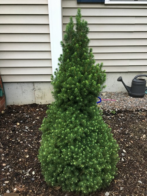 Dwarf Alberta Spruce