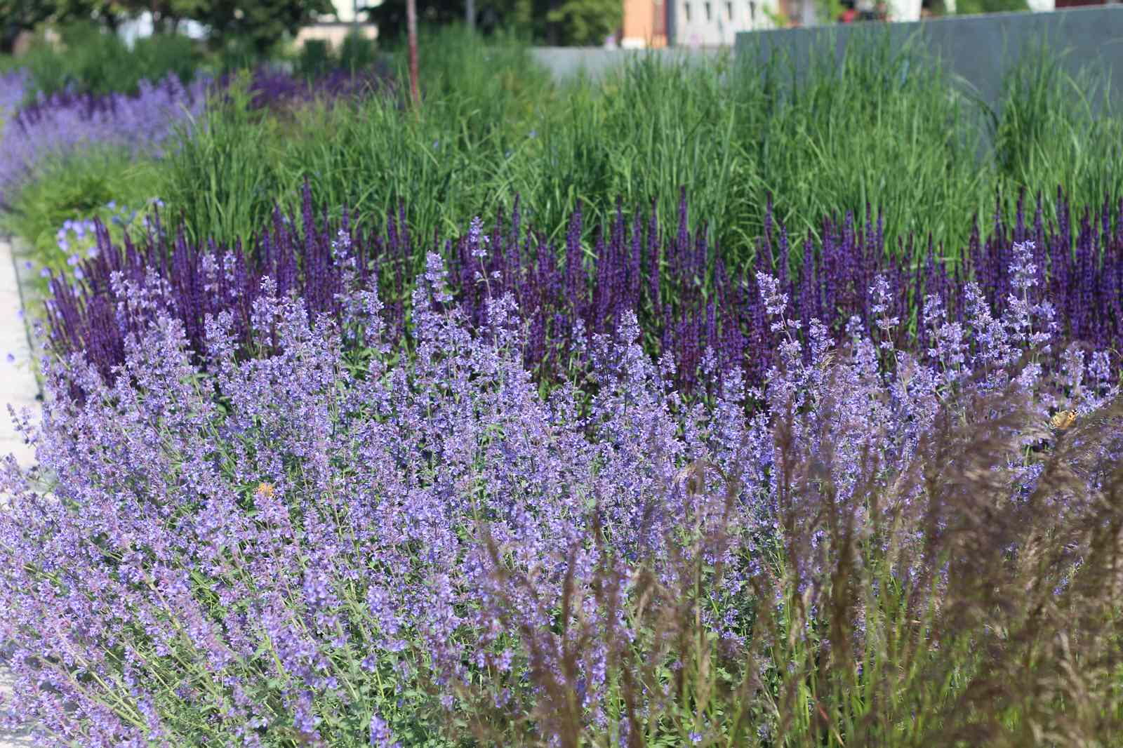 Цветники Советской площади