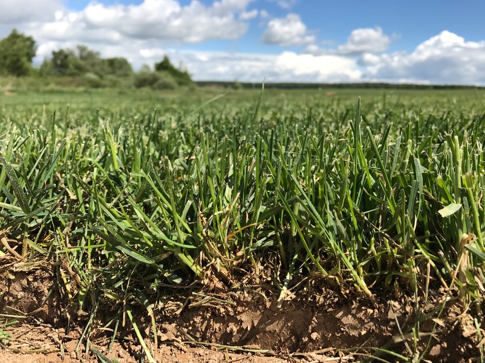 Стандартный газон 2017 года