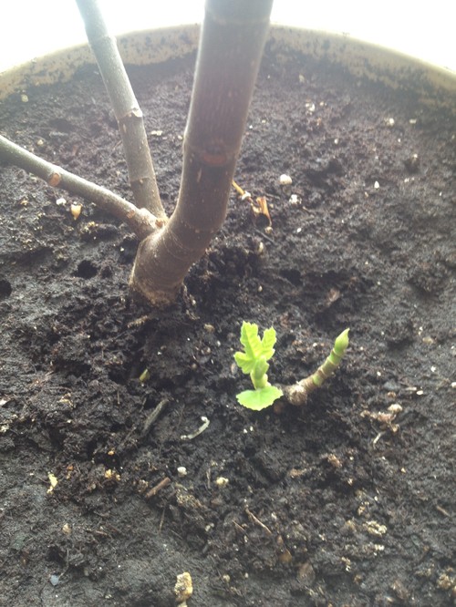 How to care for Fig trees in pots over the winter