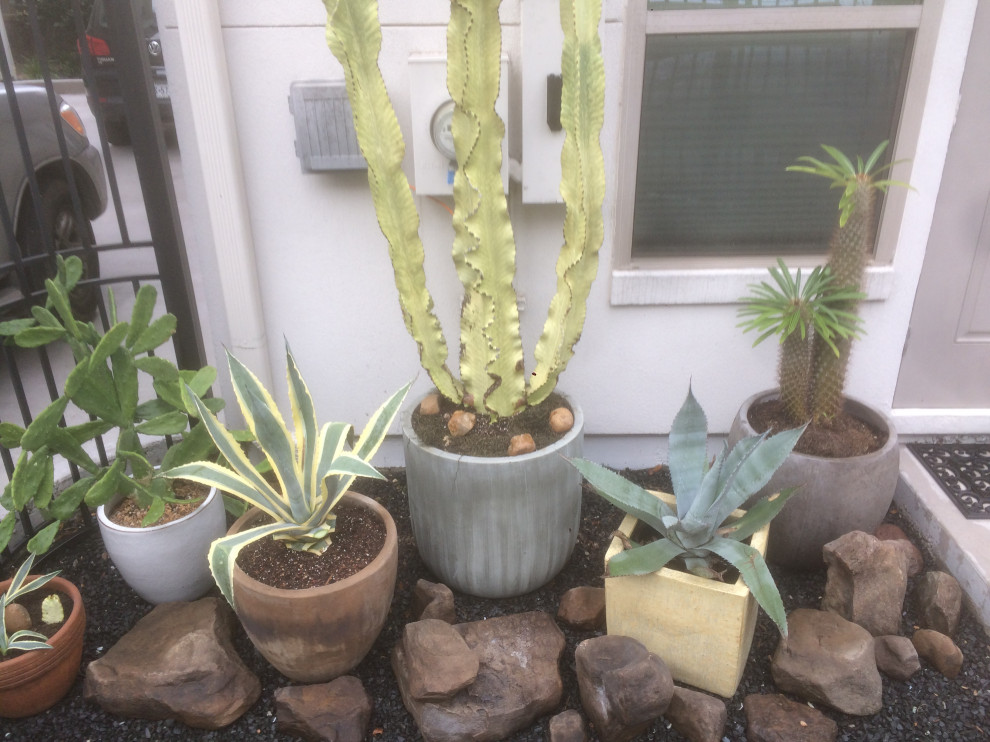 Created Cactus potted & rock garden