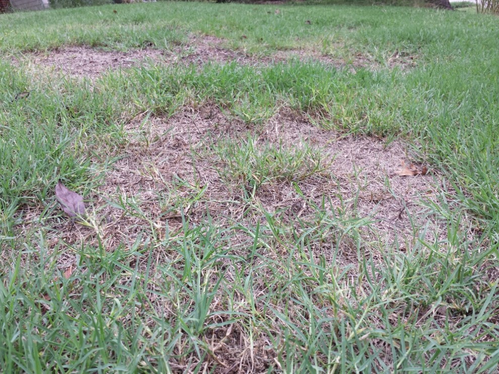 Bermuda disease / bare spots?