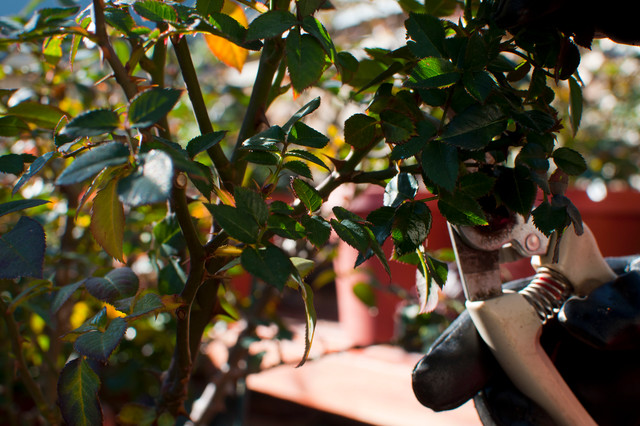 013.Rose Pruning Tips 