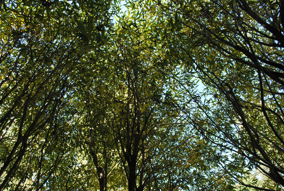 Осенний лес.Дмитровское шоссе