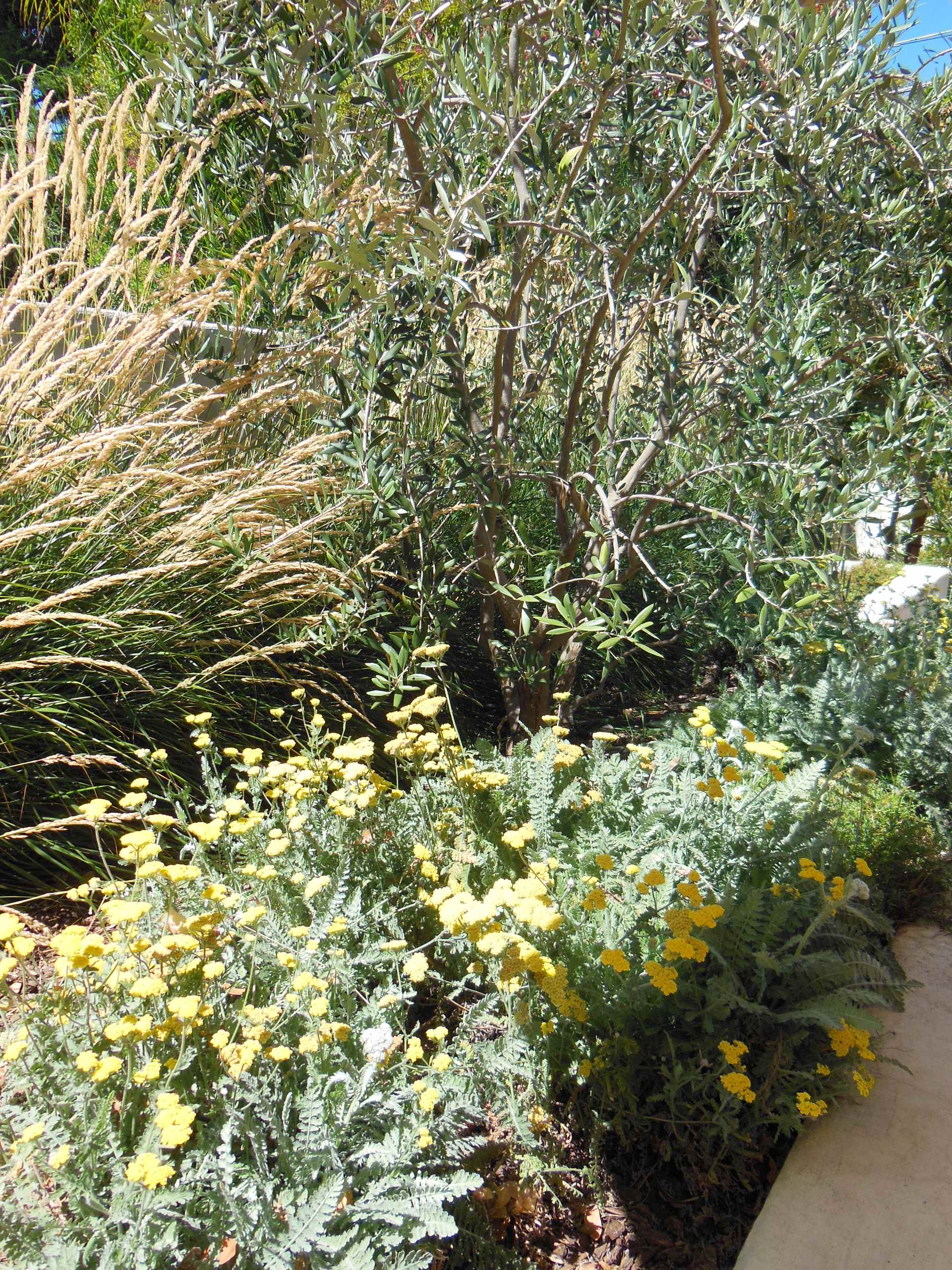 Sacramento Mediterranean Garden