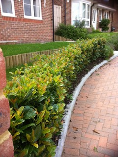 Stepover Hedging - Traditional - Landscape - London