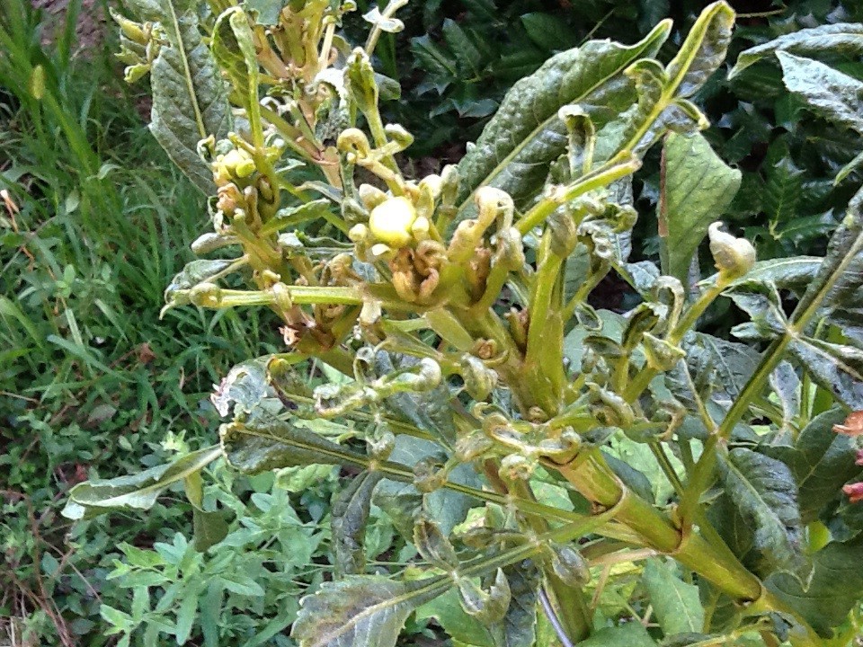 Need help with this dahlia