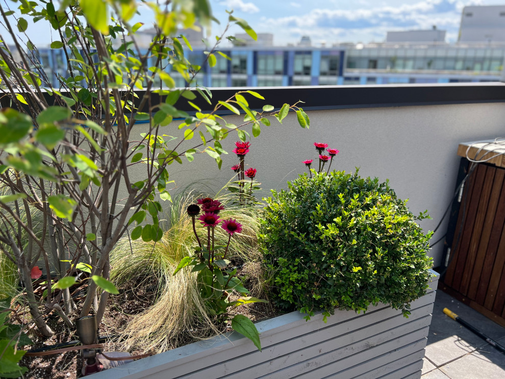Foto di un grande giardino minimalista esposto in pieno sole sul tetto con un giardino in vaso e recinzione in legno