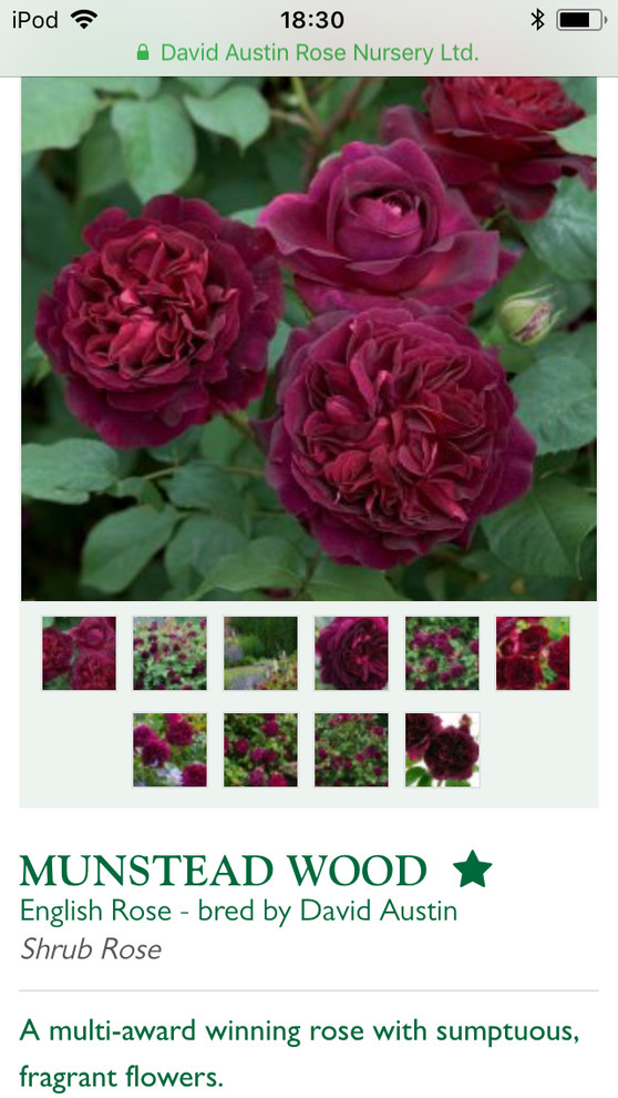 Most fragrant David Austin roses