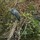 Blue Heron Errands