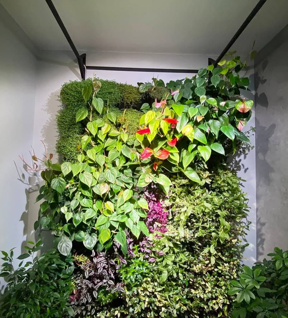 Фитостена ТВЕРСКАЯ