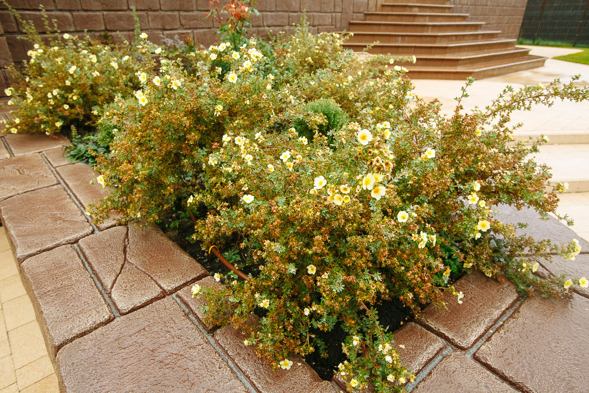 Сад с румянцем