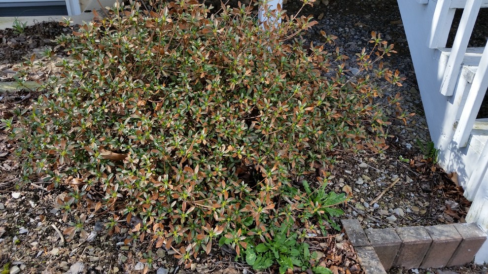 Azalea never bloomed, brown leaves