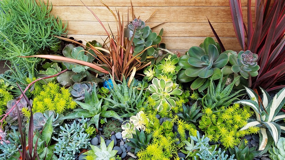 Succulent garden with custom weathered steel and hardwood planters