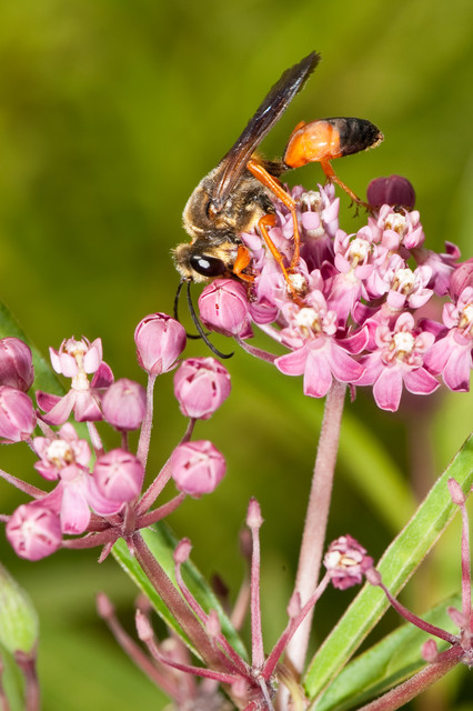 Great Golden Digger Wasp (Family Sphecidae) – Field Station