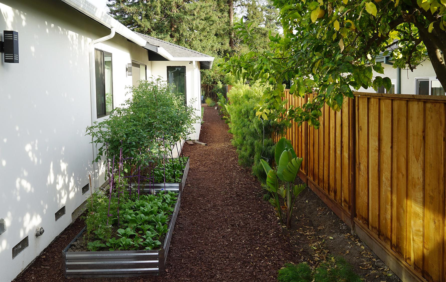 Side Yard Privacy/ Aesthetic Improvement