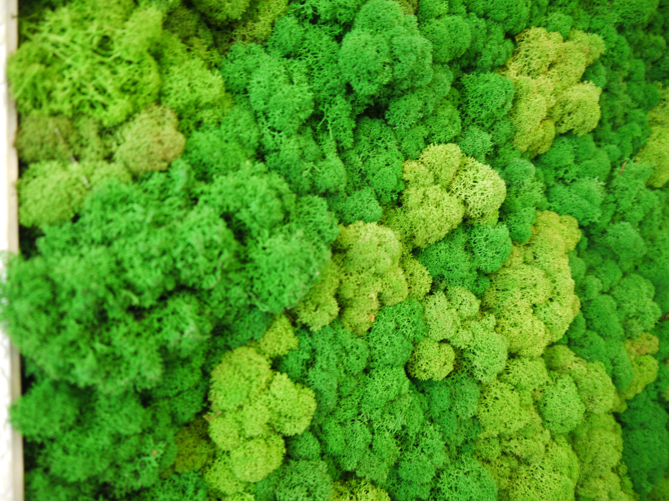 Озеленение мхом частной квартиры