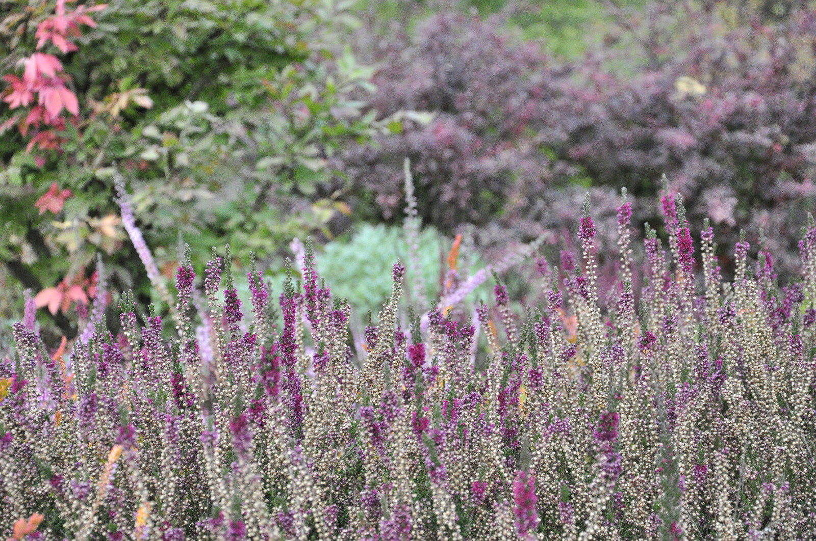 д. Коровино - Уход за садом - 100% качество