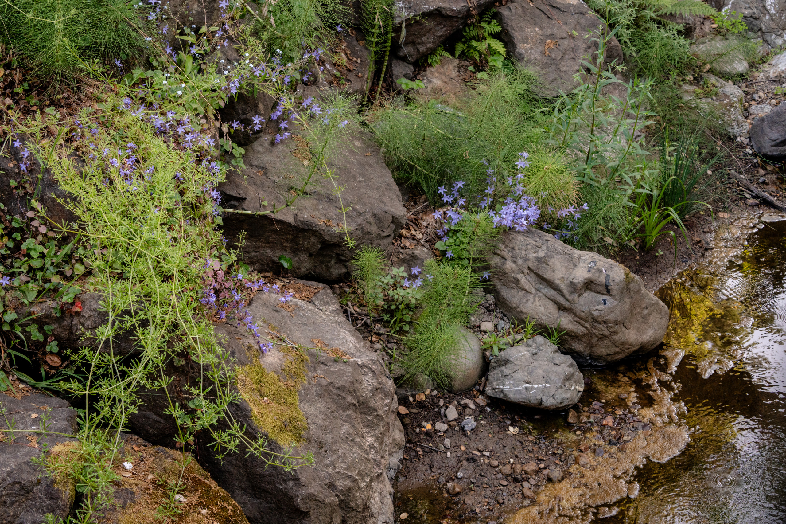Creekside Restoration: Close-Up of Creekside Plantings with Light Purple Blooms