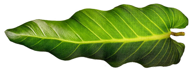Philodendron Leaf 3D Pillow