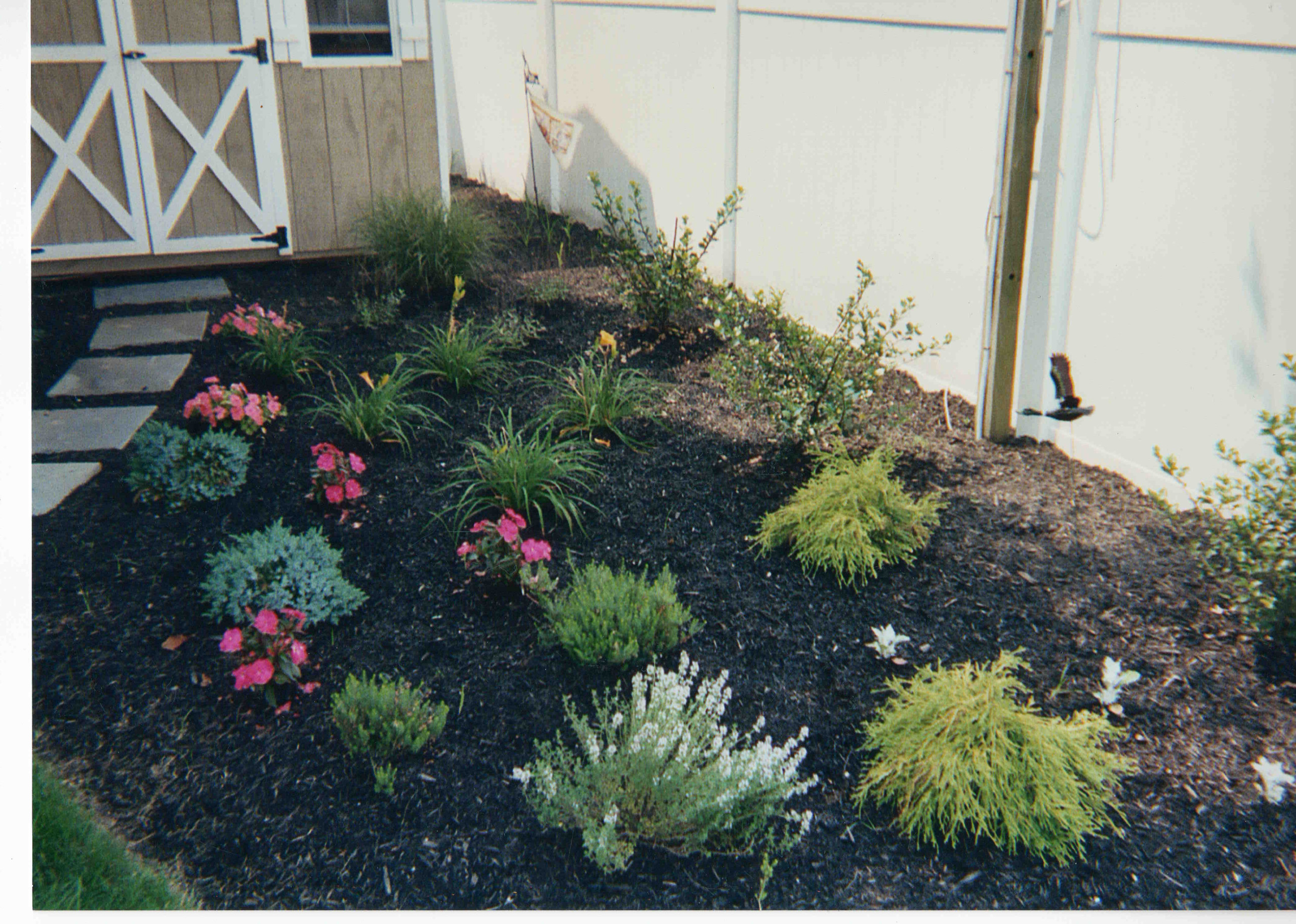 Backyard Garden planting with evergreens, perennials and annuals.