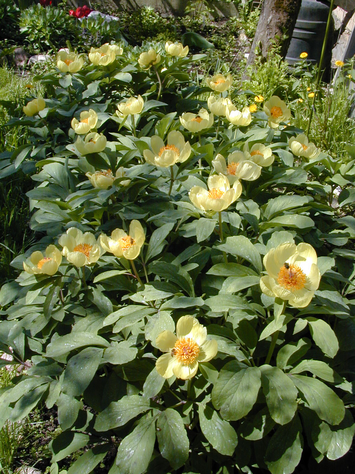 Питомник растений. Многолетние цветы