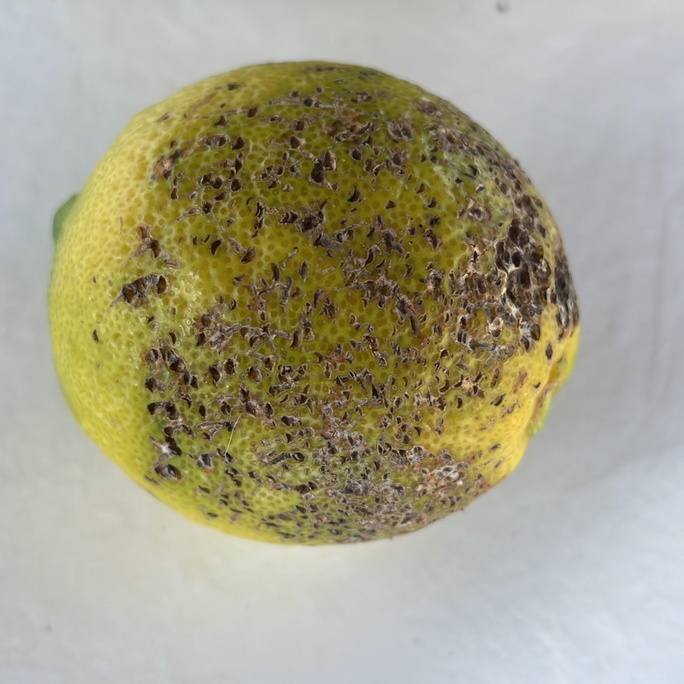 What is this disease on my lemon