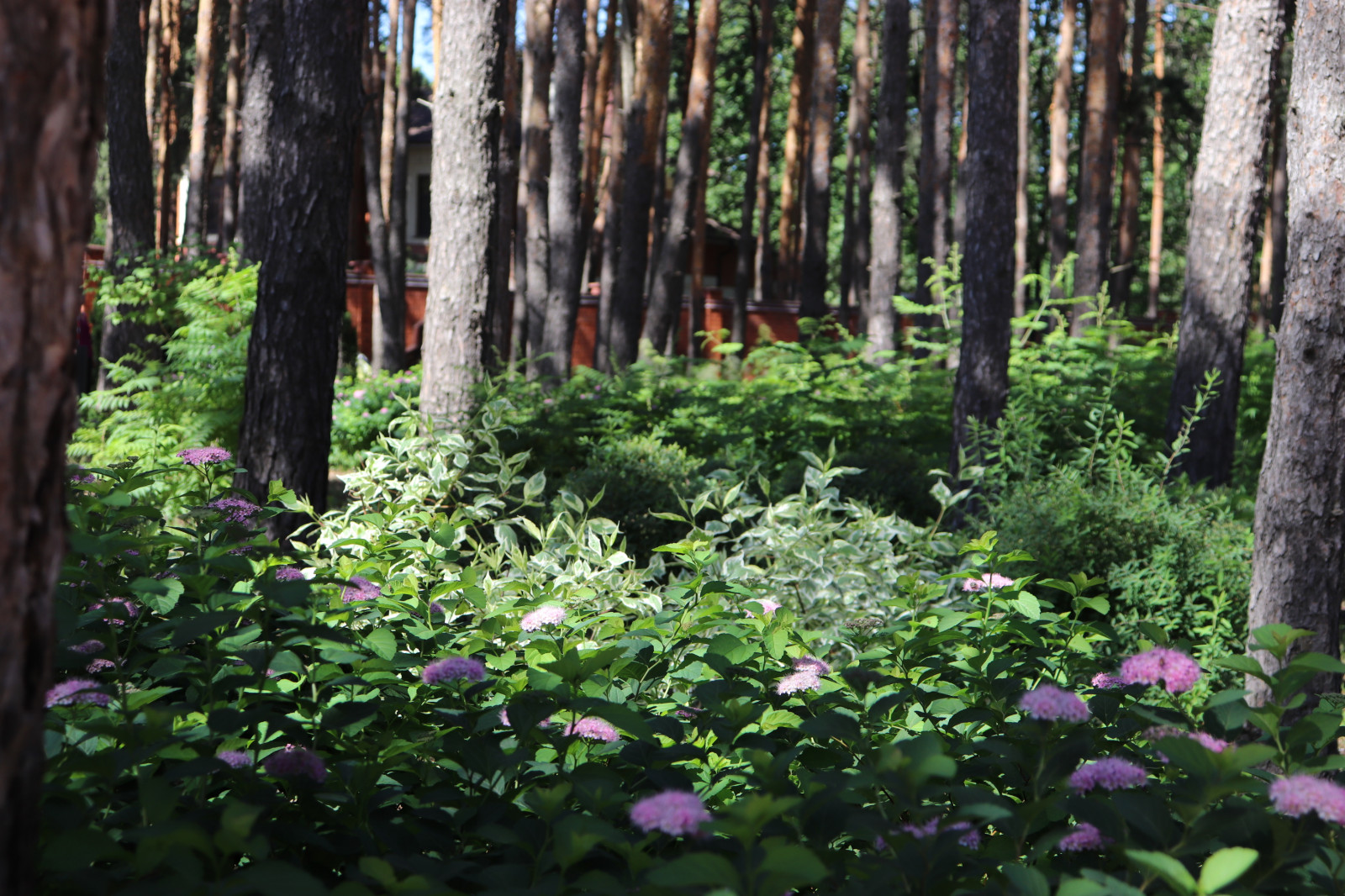 Сад под соснами