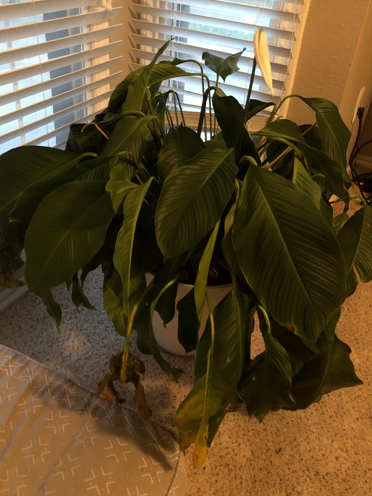 Peace lily is turning brown, growing smaller leaves, and seems droopy
