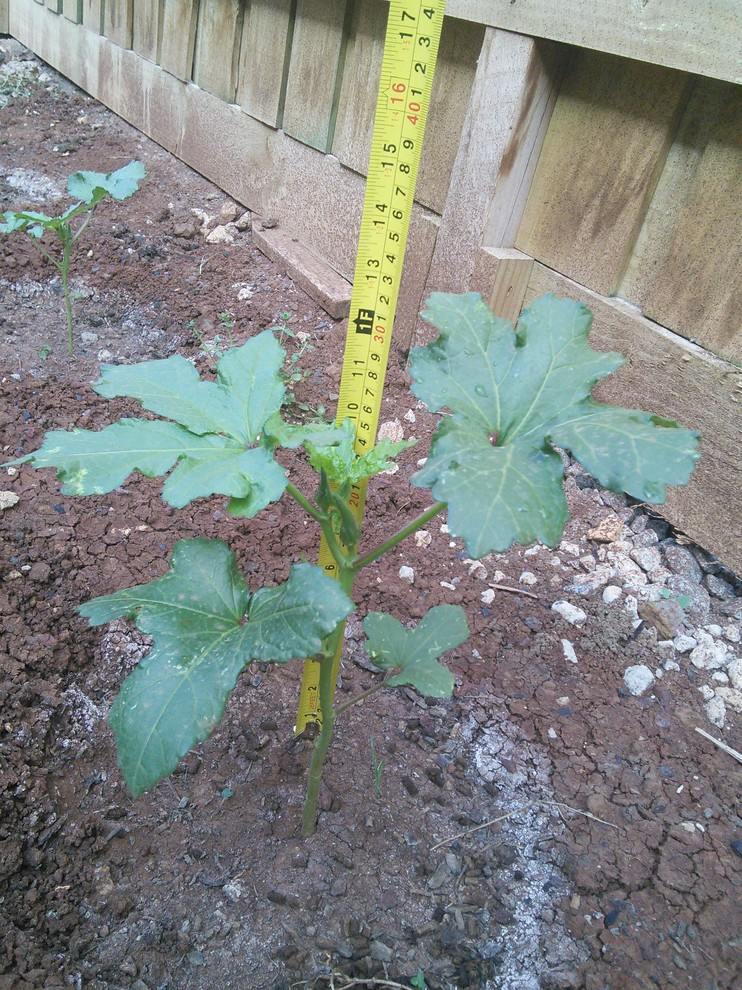 My okra plant is strange help